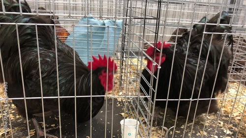 Two fighting cocks facing each other from each individual cage at an agricultural fair