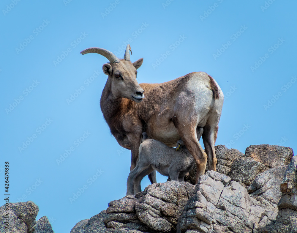 Big horn sheep with her baby. The baby is nursing. The sheep are standing on rock area with a blue sky in the background