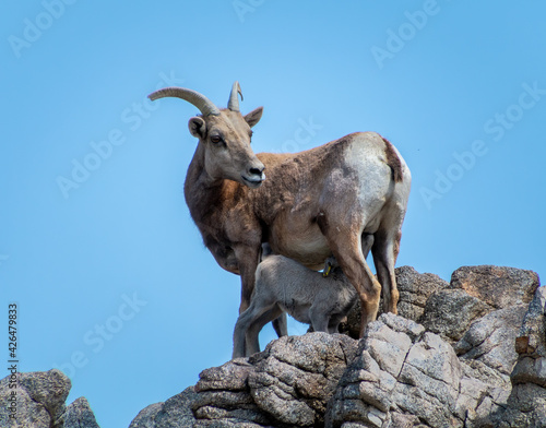 Big horn sheep with her baby. The baby is nursing. The sheep are standing on rock area with a blue sky in the background