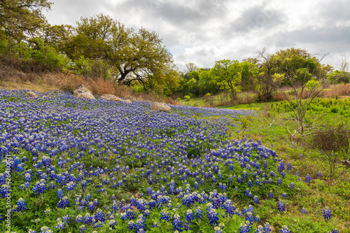 Texas bluebonnets near Lago Vista Texas at Turkey Bend on Lake Travis