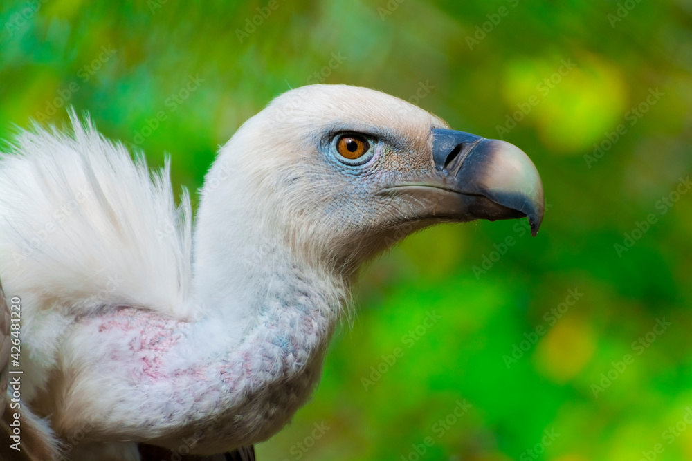 Head of an European griffon vulture in a forest Head of an European griffon vulture in a forest