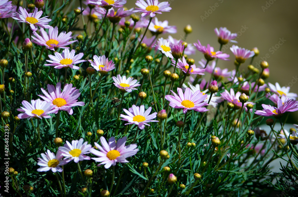 field of flowers field of flowers