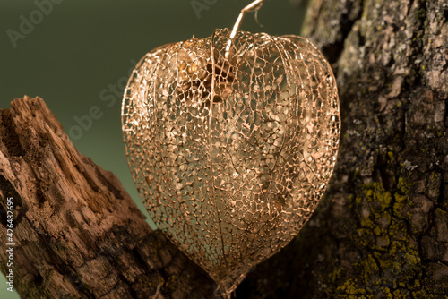 Golden dry Physalis against deep green background macro photography. photo