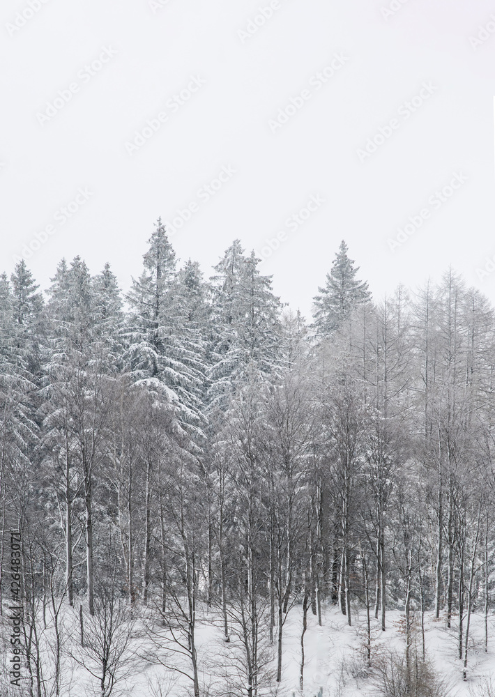 Trees in forest covered by snow in winter. Trees in forest covered by snow in winter.