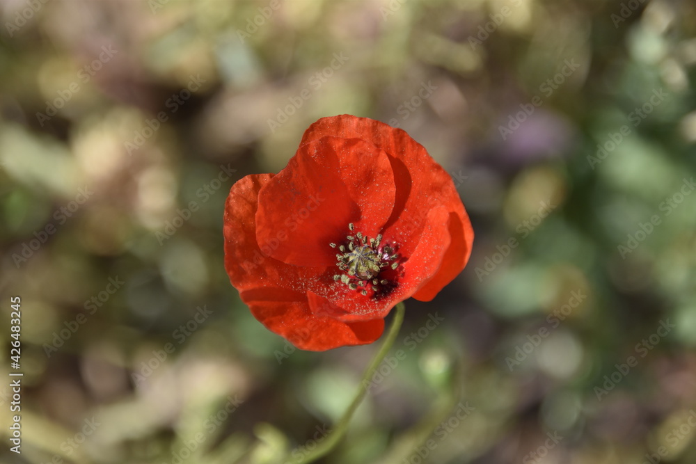 Coquelicot