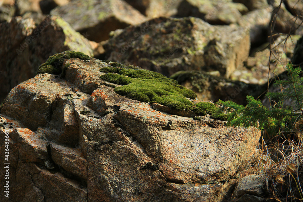 Beautiful fluffy green moss grows on large gray stones, in the background huge stones with green lichen, on the right is a spruce branch, summer, sunny Beautiful fluffy green moss grows on large gray stones, in the background huge stones with green lichen, on the right is a spruce branch, summer, sunny