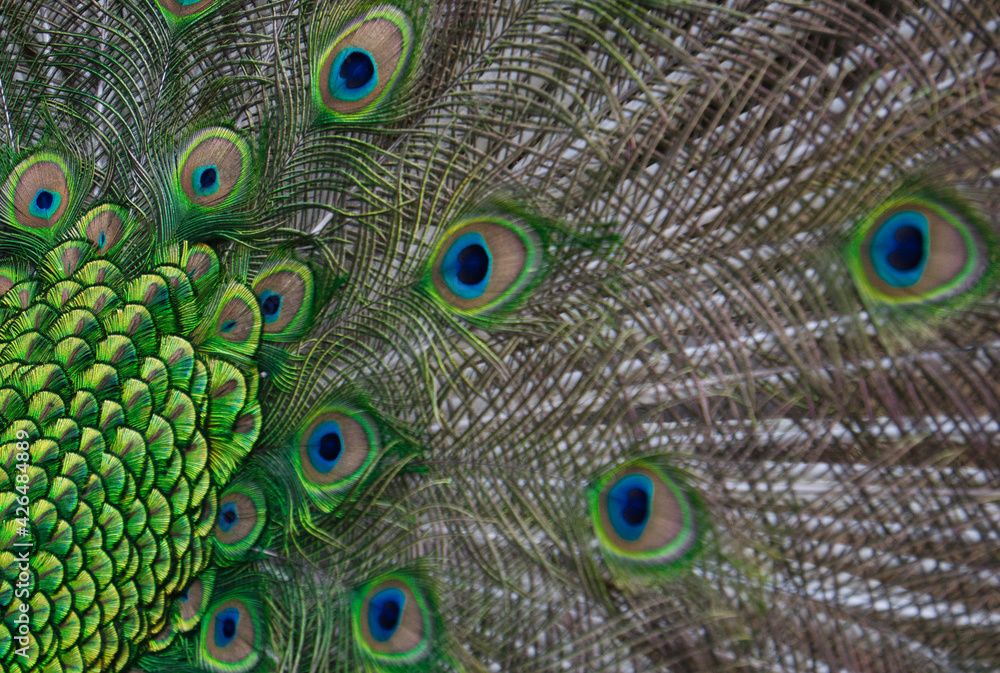 Fototapeta premium Exotic and elegant background. Vibrant colors.