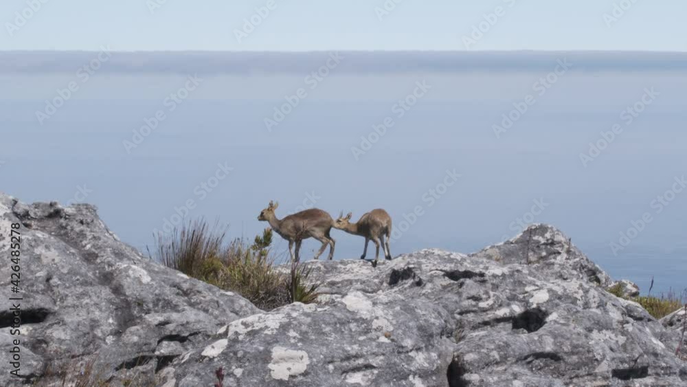A pair of klipspringer antelopes in natural habitat, Table Mountain, South Africa. A pair of klipspringer antelopes in natural habitat, Table Mountain, South Africa.