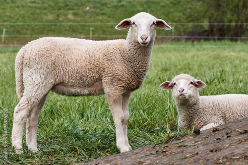 Close-up of two young lambs in green paddock looking at camera.