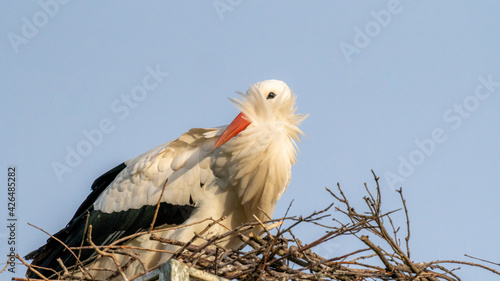 white stork in the nest, shy look, wind, and plumage