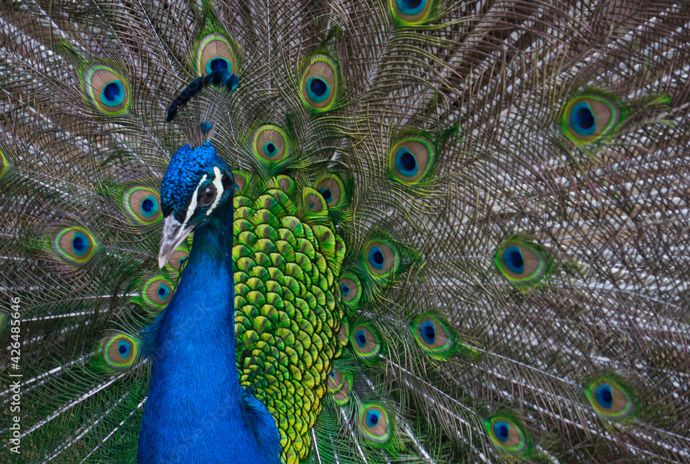 Obraz premium Exotic peacock portrait. Vibrant colors