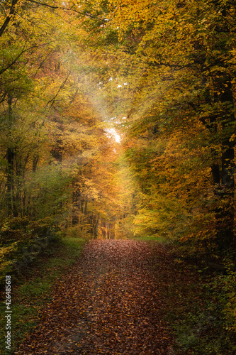 road in the autumn forest, sun rays on the path