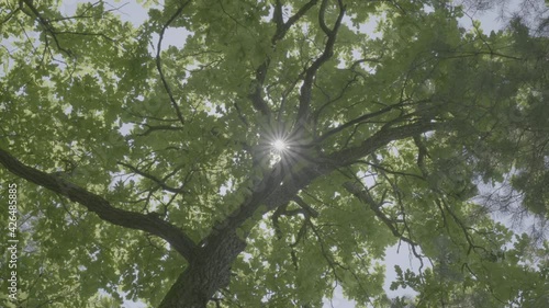 A tree in a forest, the lights of a sun