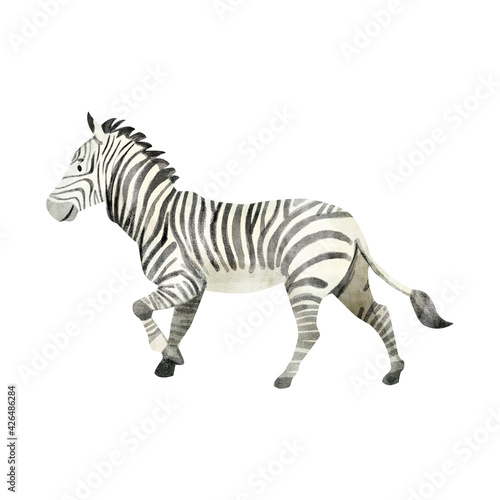 Watercolor illustration of the zebra isolated on white
