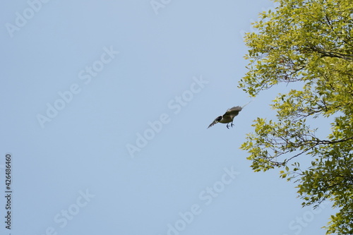 azure winged magpie in the forest © Matthewadobe