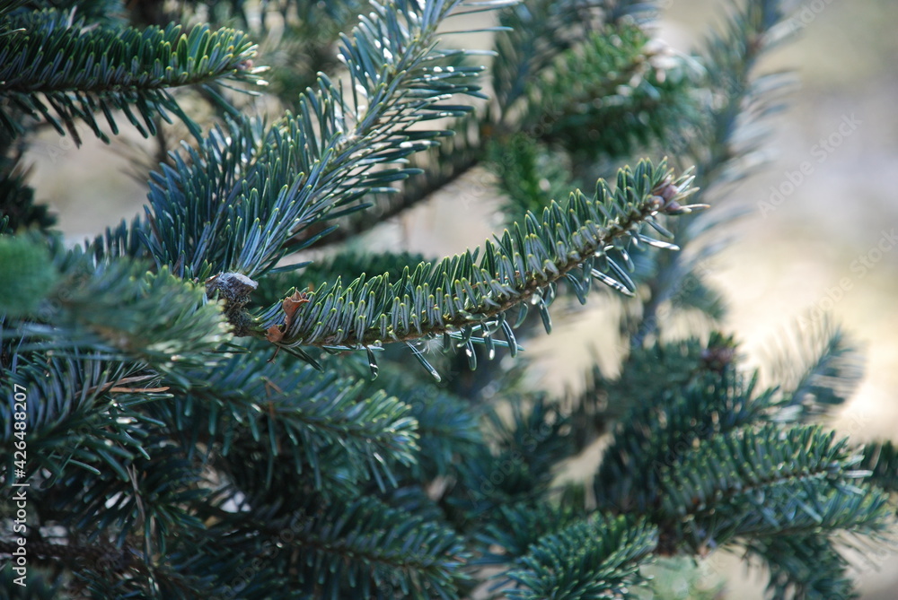 Green lush branches of a young Christmas tree. Several spruce branches growing side by side on the same tree. On the branches of the needles are dark green. The branches are brown in the middle. The b