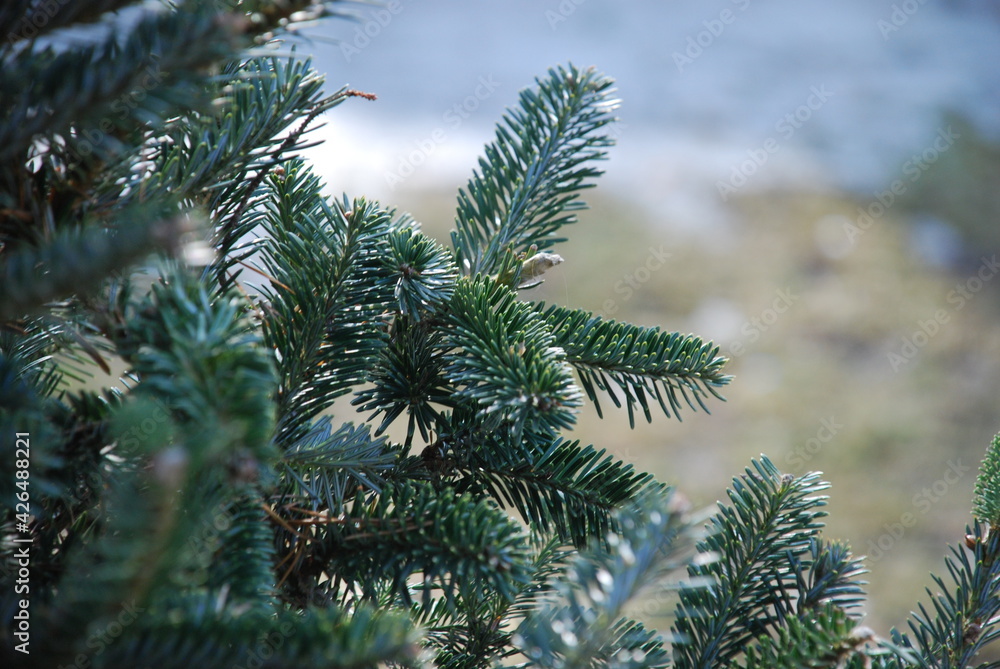 Green lush branches of a young Christmas tree. Several spruce branches growing side by side on the same tree. On the branches of the needles are dark green. The branches are brown in the middle. The b Green lush branches of a young Christmas tree. Several spruce branches growing side by side on the same tree. On the branches of the needles are dark green. The branches are brown in the middle. The b