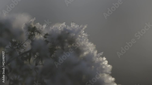 A close up of a grass with snow 