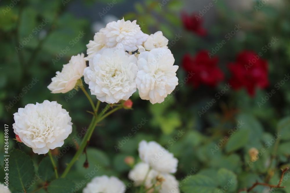 flowers in a garden flowers in a garden