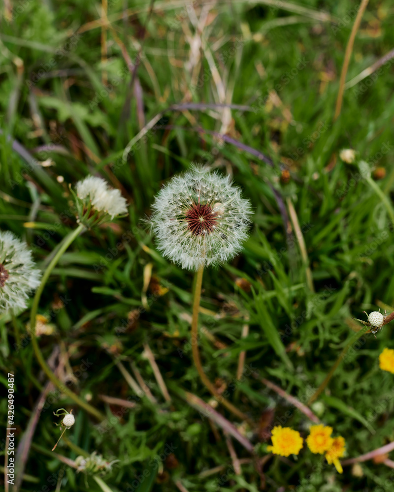 A dandelion flower surrounded by vegetation A dandelion flower surrounded by vegetation