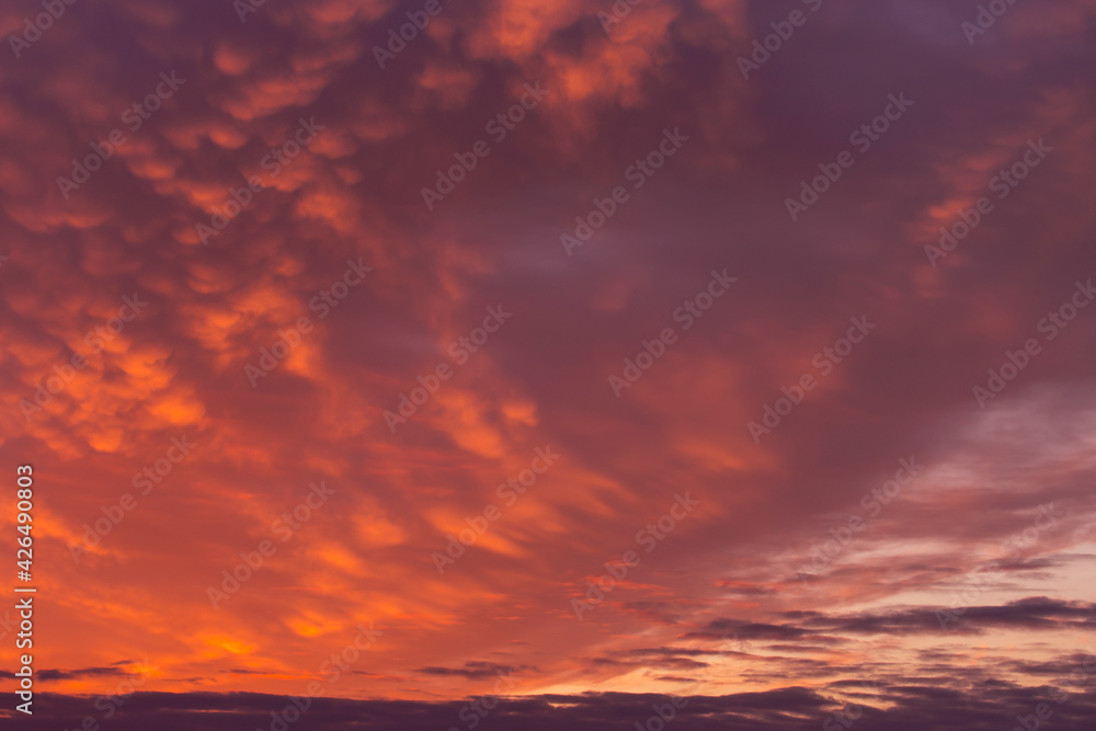 Epic dramatic sunrise, sunset red orange pink sky with mammatus clouds background texture	
