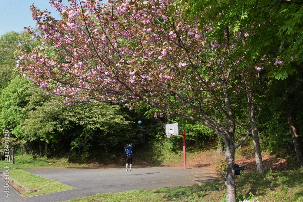 Double cherry blossoms in full bloom. Double cherry blossoms in full bloom.
