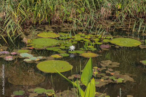 Espagne - Costa Brava - Jardin botanique de Marimurtra - Etang de nénuphars