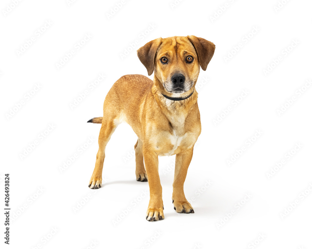 Medium-Sized Yellow Crossbreed Dog