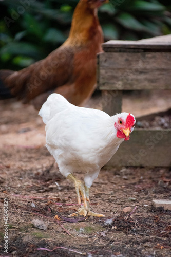 Gallina blanca y roja caminando con otras gallinas dentro del gallinero en un jardin
