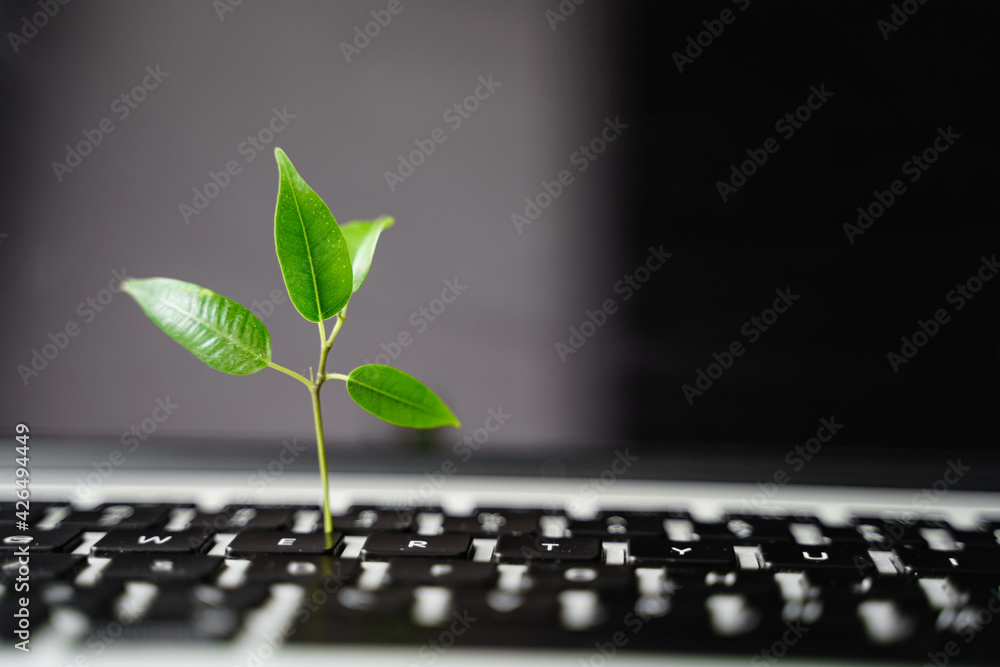 Laptop keyboard with plant growing on it. Green IT computing concept.  Carbon efficient technology. Digital sustainability Stock-Foto | Adobe Stock