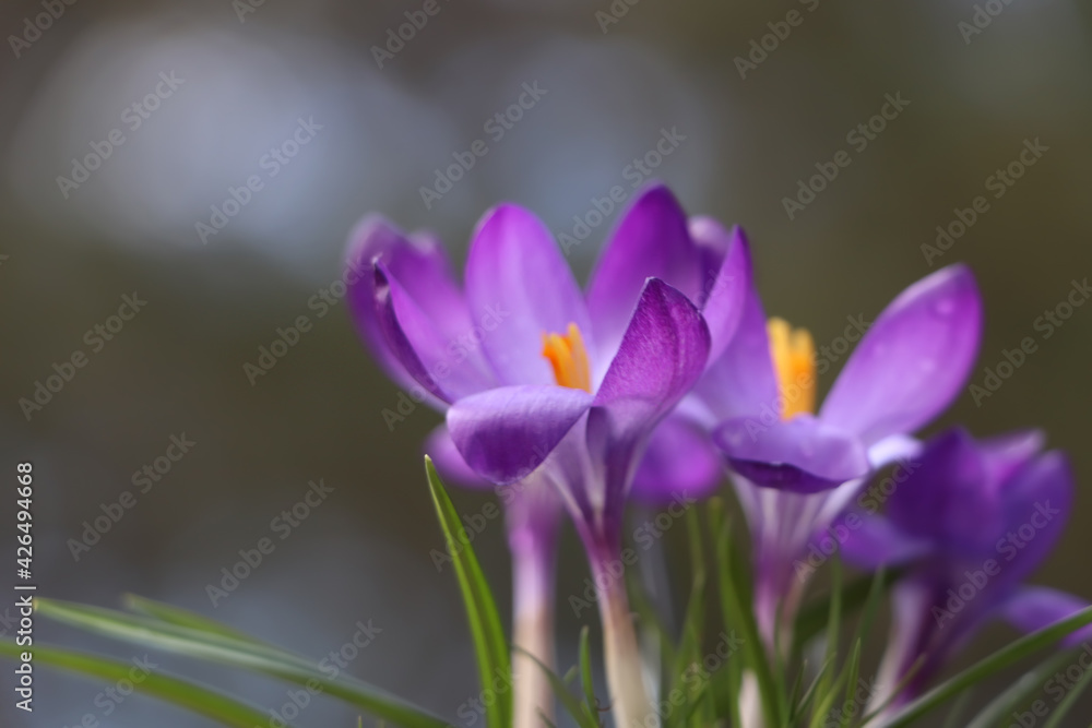 Fresh purple crocus flowers growing on blurred background Fresh purple crocus flowers growing on blurred background