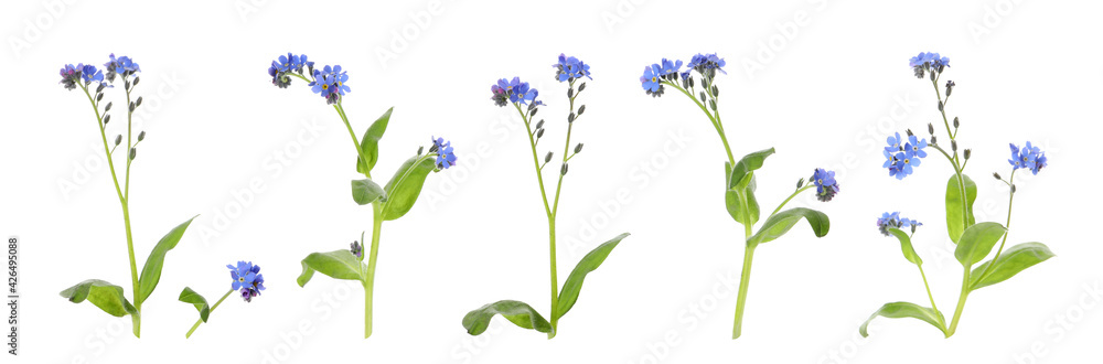 Naklejka premium Set with beautiful tender forget me not flowers on white background. Banner design