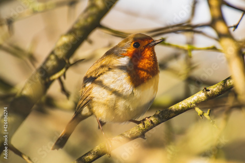 Robin is standing on a branch. Warm, beige background. The bird is positioned towards the camera in profile. The shadow of a branch falls on his eye.