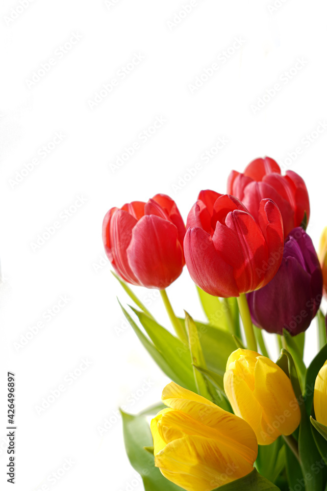 Isolated bouquet of colorful tulips on white background