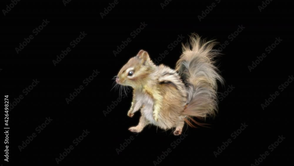 squirrel Dance CG fur. 3d rendering, animal realistic CGI VFX
