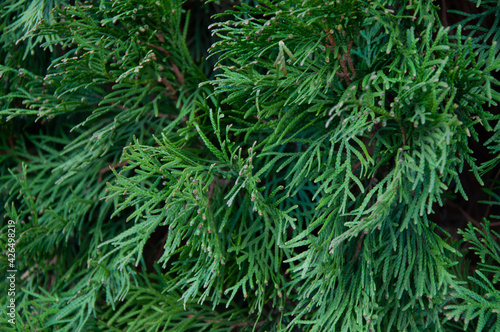 Closeup of Beautiful green christmas leaves of Thuja trees. Thuja twig is an evergreen coniferous tree. Close-up view of beautiful green juniper branches, selective focus.