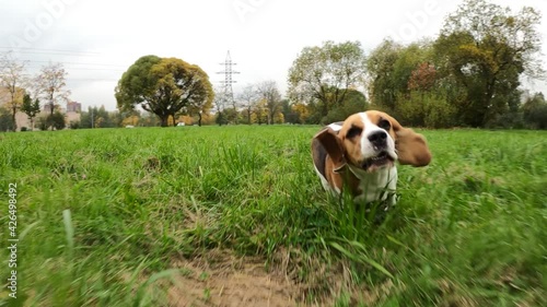 Dog run after moving camera, feel tired, slow down and stop pursuit. Slow motion shot, funny beagle with long flying ears rush at grass field in city park