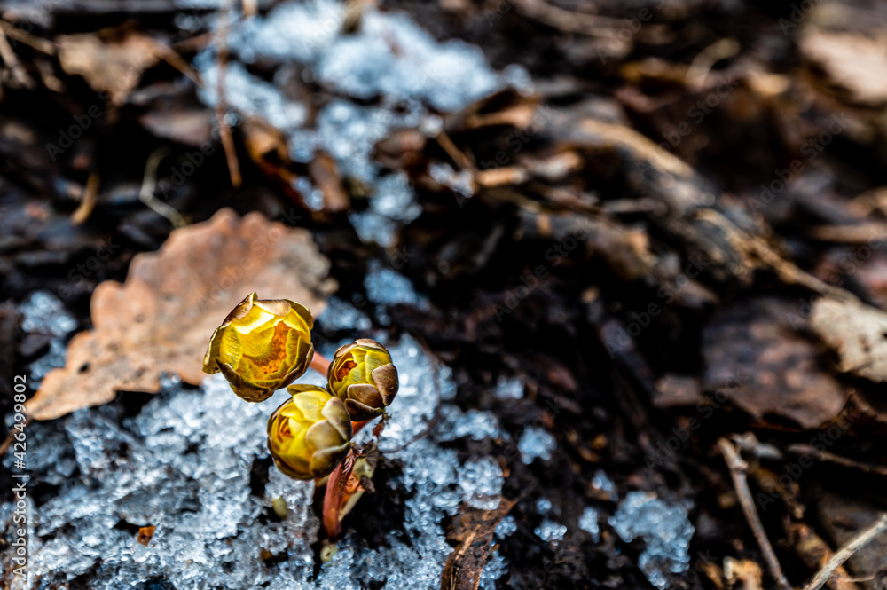 ice ling flowers-Early Spring Landscape of Jingyuetan National Forest Park, Changchun, China ice ling flowers-Early Spring Landscape of Jingyuetan National Forest Park, Changchun, China