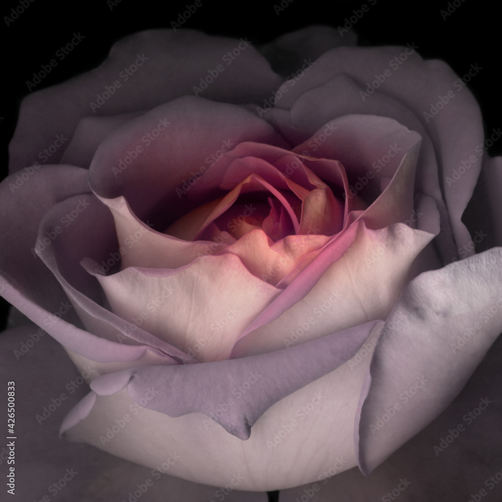 21 Best Gothic Rose Images Stock Photos Vectors Adobe Stock