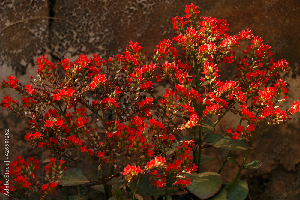wild red flowers in a tropical garden