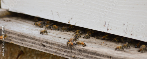 honeybees flying at the entrance of their hive box