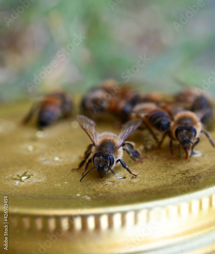 Wallpaper Mural Honeybees drinking sugar water from a jar lid Torontodigital.ca
