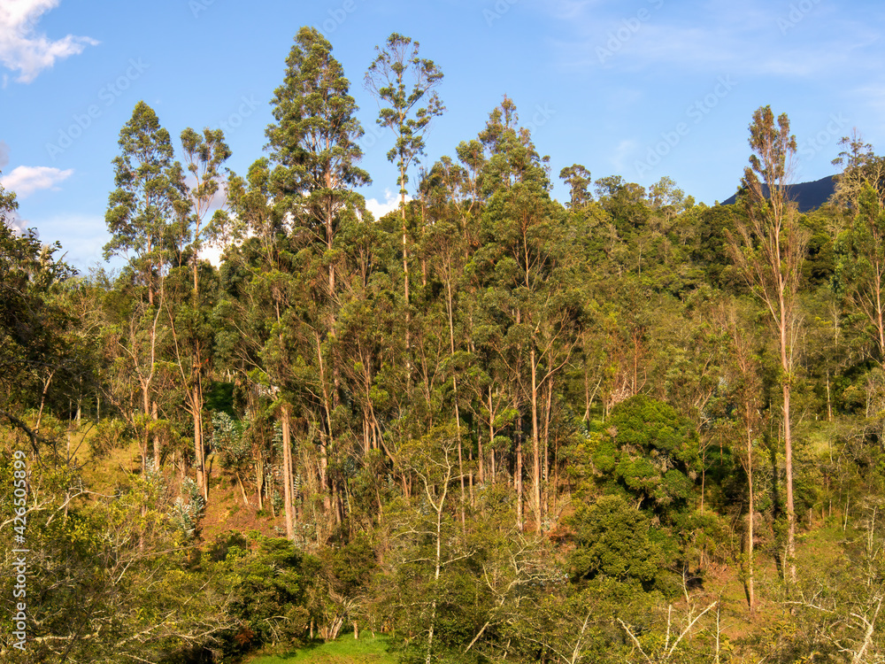 Eucalyptus woodland in the central Andean mountains of Colombia near te town of Arcabuco, in the department of Boyaca, Colombia. Eucalyptus woodland in the central Andean mountains of Colombia near te town of Arcabuco, in the department of Boyaca, Colombia.
