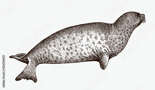 Lying bearded seal, erignathus barbatus in profile side view
