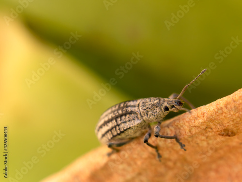 Macro photography of a striped fungus weevil walking on the edge of a succulent plant leaf, captured at a garden near the colonial town of Villa de Leyva, Colombia.