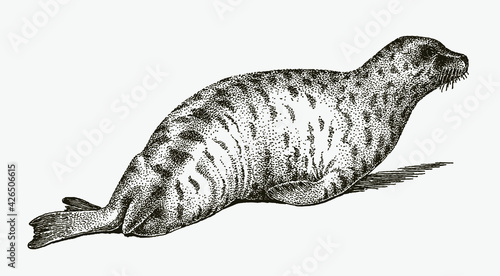 Lying gray seal, halichoerus grypus in profile side view