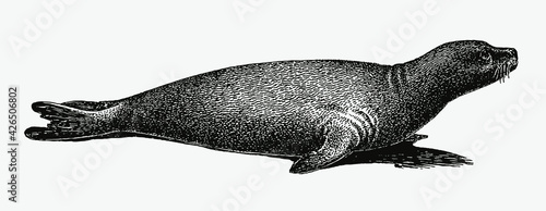 Extinct Caribbean monk seal, neomonachus tropicalis in profile side view