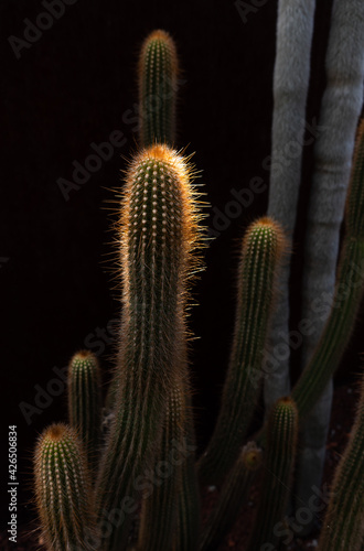 cactus with spines brightly lit up by sun