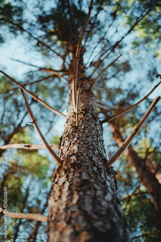 Bottom view of a tree in Parque natural de las Sierras de Cazorla, Segura y Las Villas (Jaen, Spain)