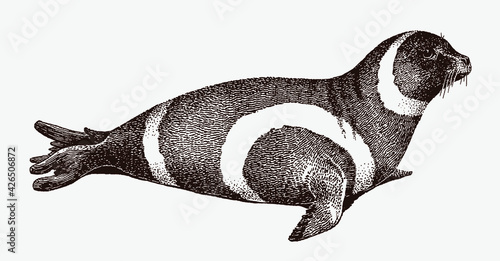 Lying ribbon seal, histriophoca fasciata in profile side view